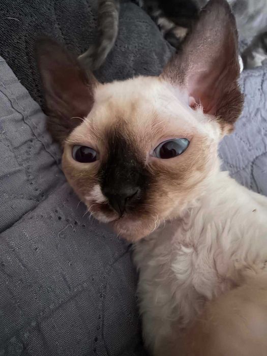 Kocurek Point Devon Rex