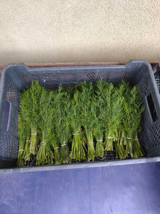 Świeży koper pęczki !