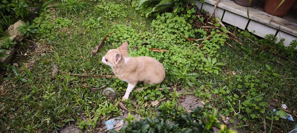 Chihuahua miniatura disponível para entrega imediata existe a po