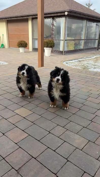 Bernenski pies pasterski