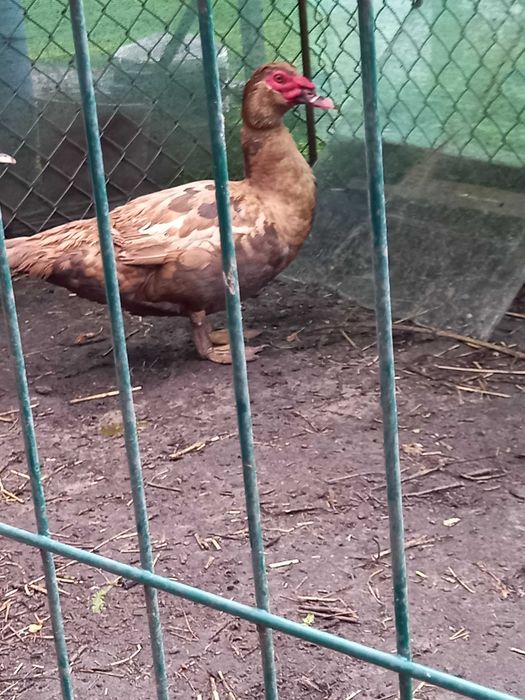 Kaczory, kaczki jajka lęgowe