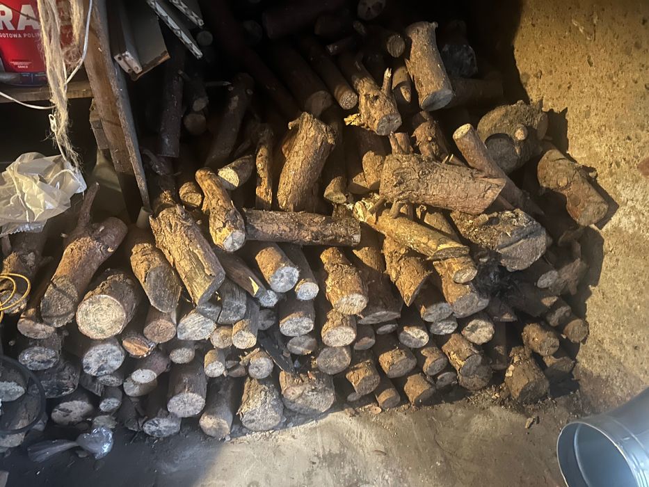 Drzewo sosna pocięte