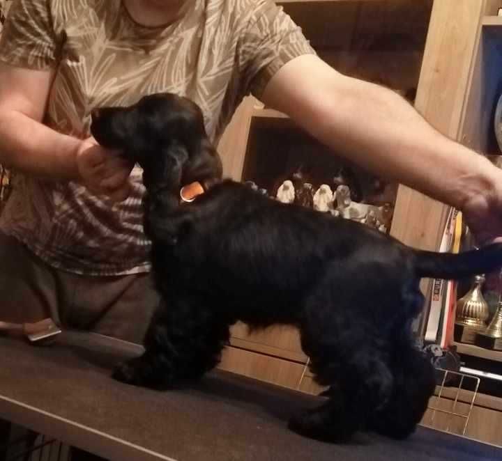 Cocker Spaniel Angielski  Czarna suczka RODOWÓD ZKwP (FCI)