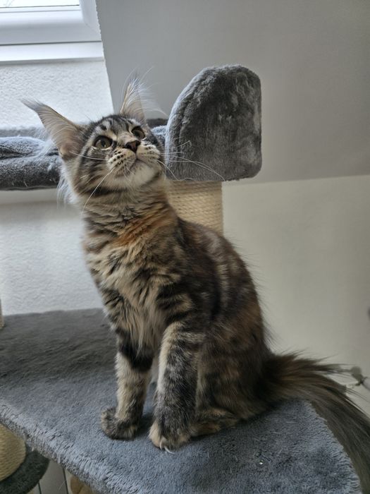 Koteczka Maine coon