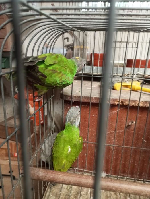 Casal papagaios do Senegal
