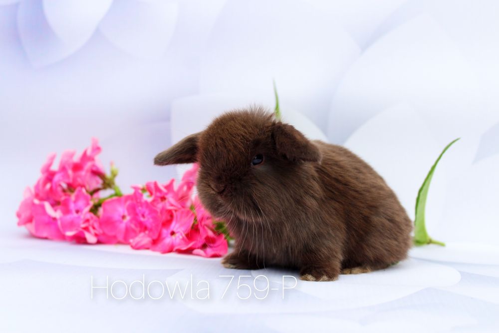 Mini lop króliki miniaturowe karzełek
