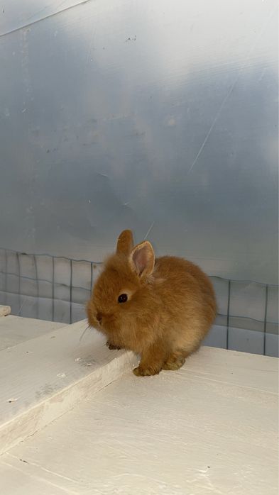 Coelhos anoes bebes