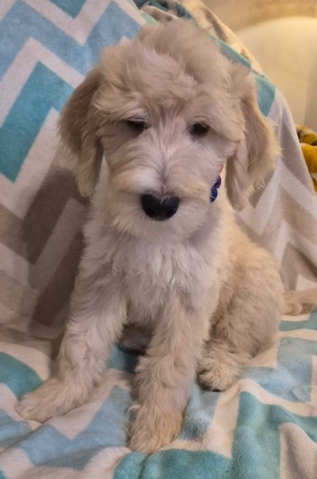 Goldendoodle f1b standard samiec