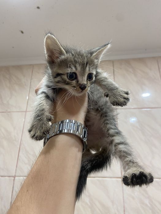 кошеня в добрі руки