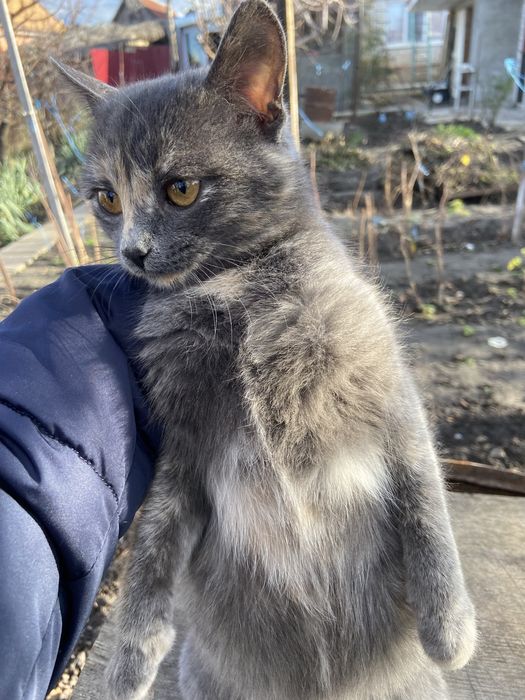 Отдам стмпотичную кошечку в добрые руки