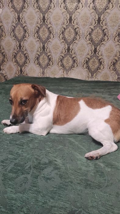 Цуценя Джек Рассел