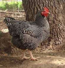 Інкубаційне яйце Гріз Бар.