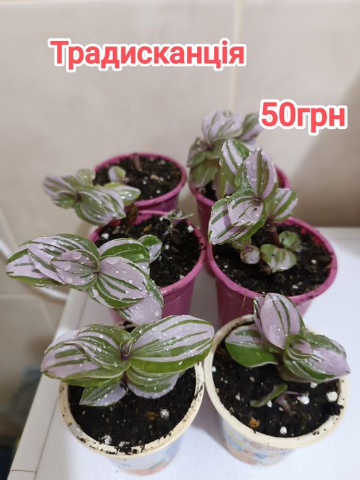 Продам кімнатні рослини що на фото