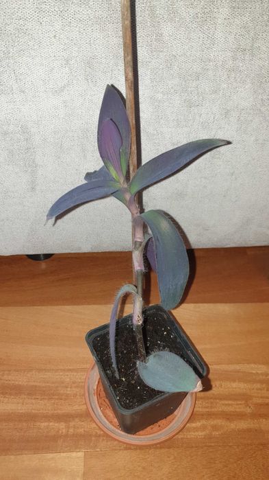 Trzykrotka, setkrezja purpurowa,  balkon, do ogrodu, wys. 31cm