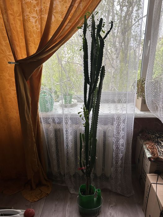 Велика кімнатна рослина