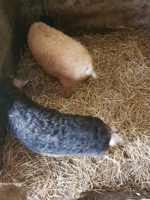 Mangalice świnie prosięta