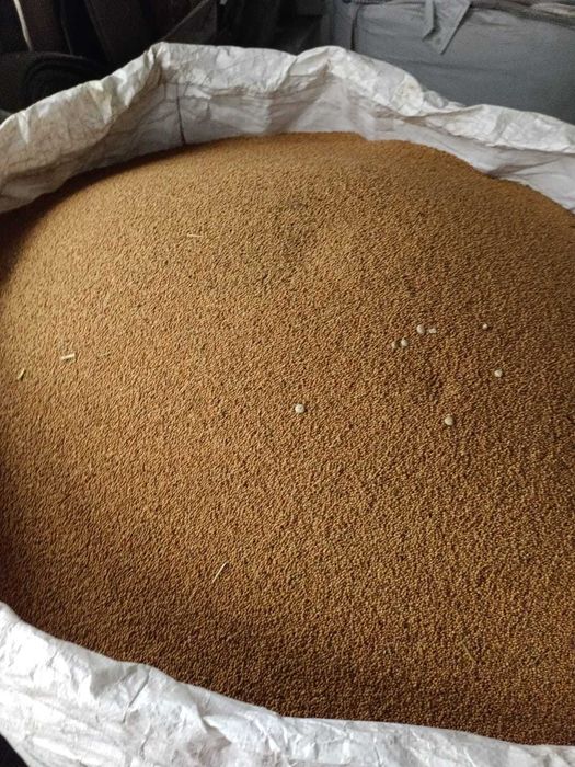 Sprzedam proso 1,50/kg