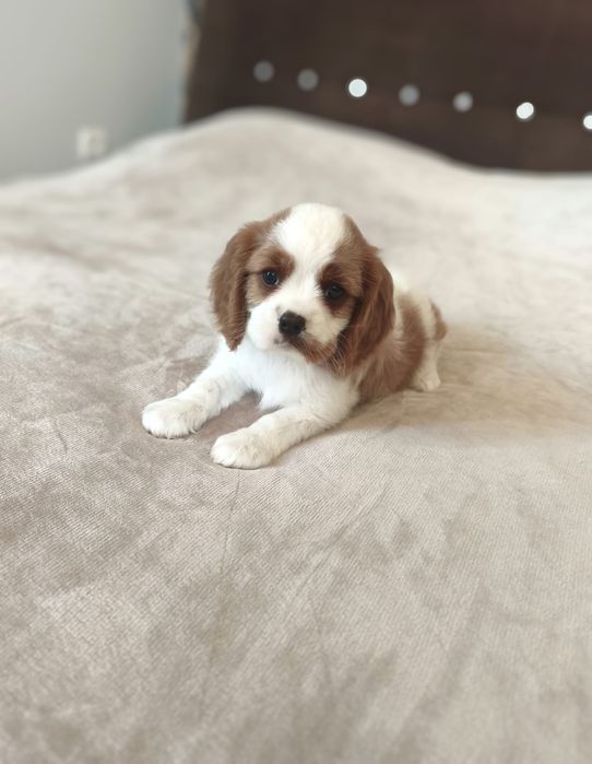 Piękny chłopiec rasy cavalier blenheim.