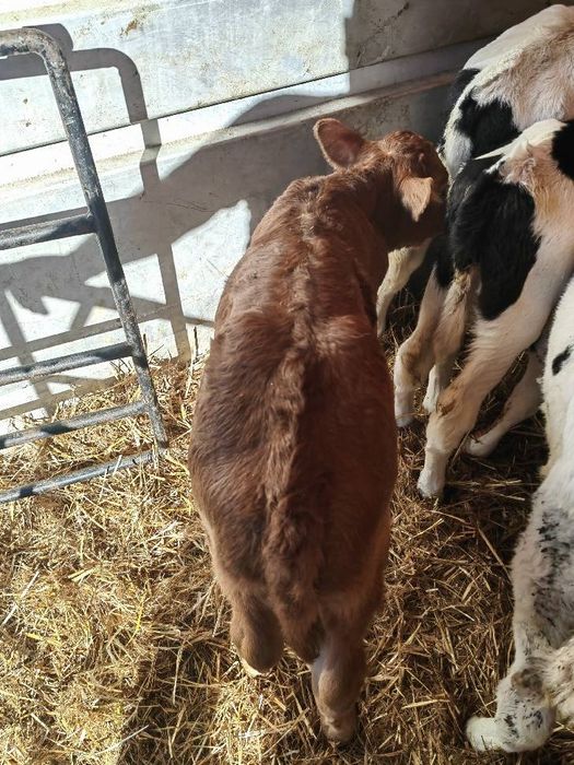 Cielaki z Polskich gospodarstw