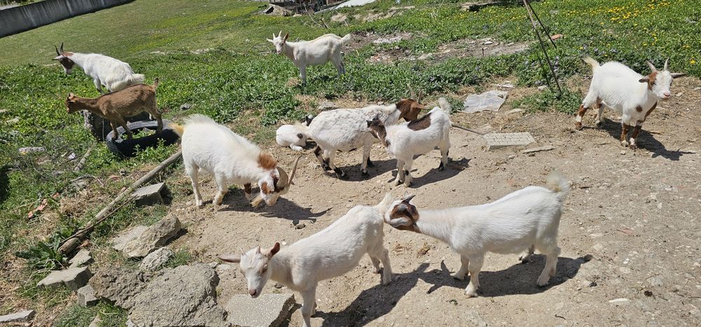Lindas Cabras anãs