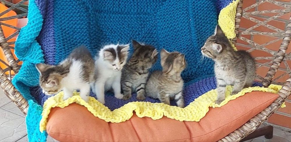 Котики котята отдам