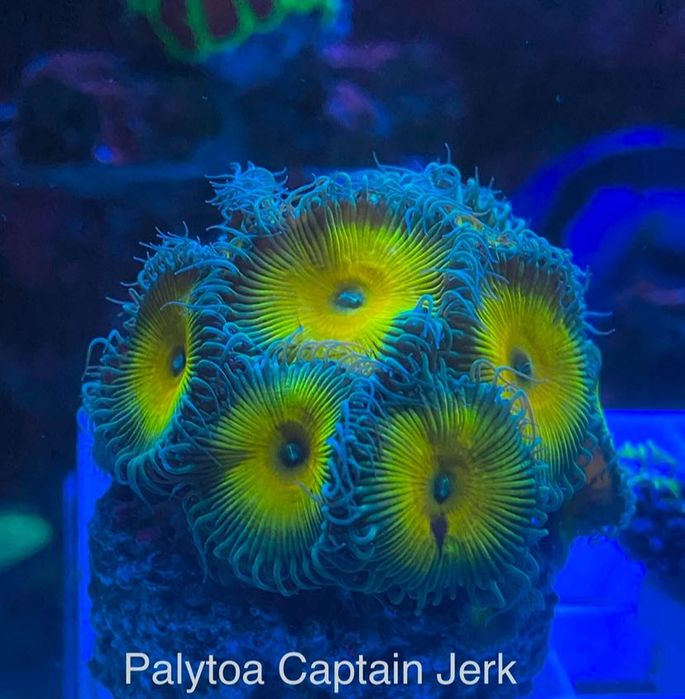 Coral Euphilia paradivisa, zoanthus, Palytoa, ricordea...etc