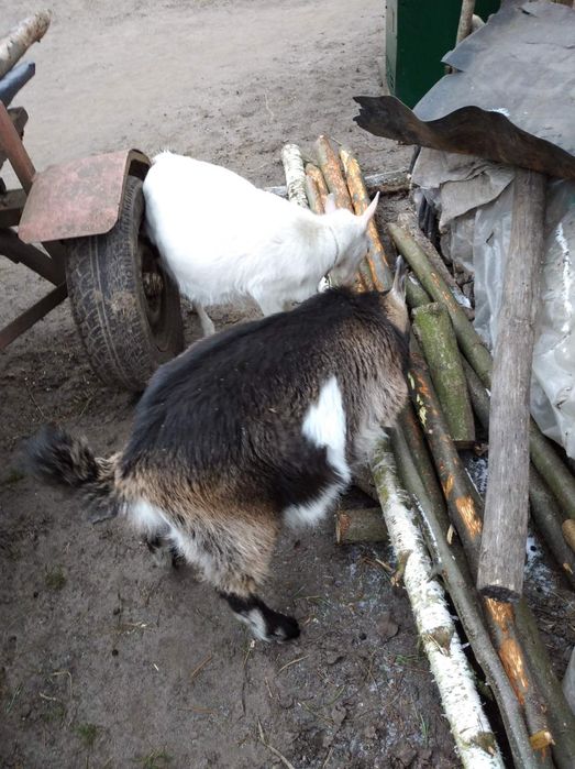 Продам молодняк кози