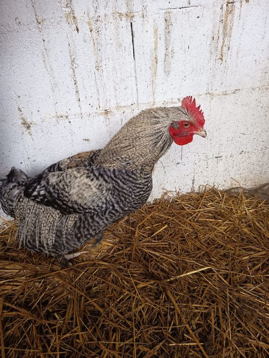 Vendo casal adultos raça Melines