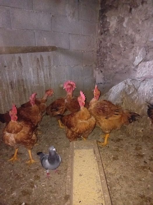Vendo galos  vermelhos