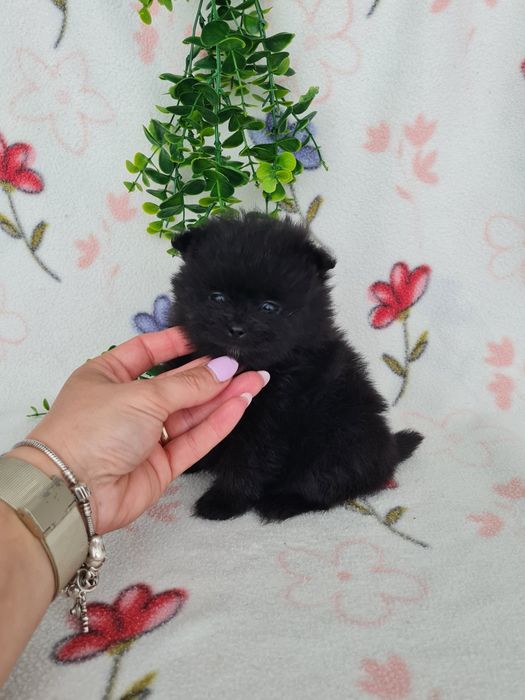 Estupenda menina mini mini 590g pronta entrega  Lulu da Pomerânia/Spitz Alemão Anão de Qualidade