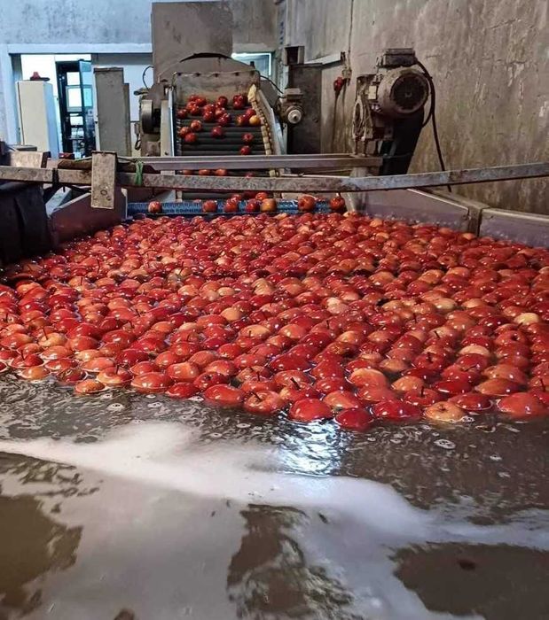 Calibrador de fruta completo a peso duas linhas de calibragem