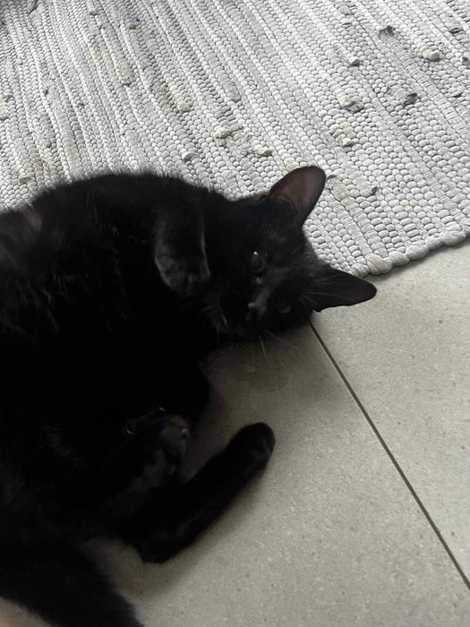 Czarna kotka szuka domu Odbiór osobisty