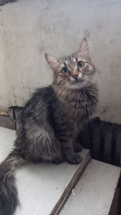 Отдам котят бесплатно