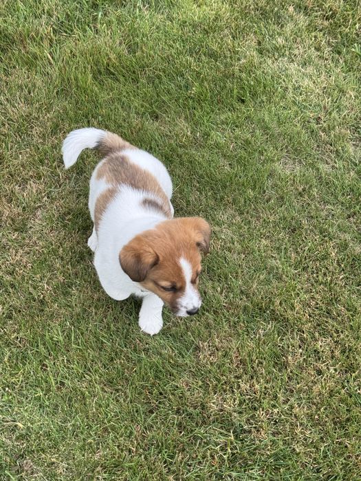 Jack Russell Terrier