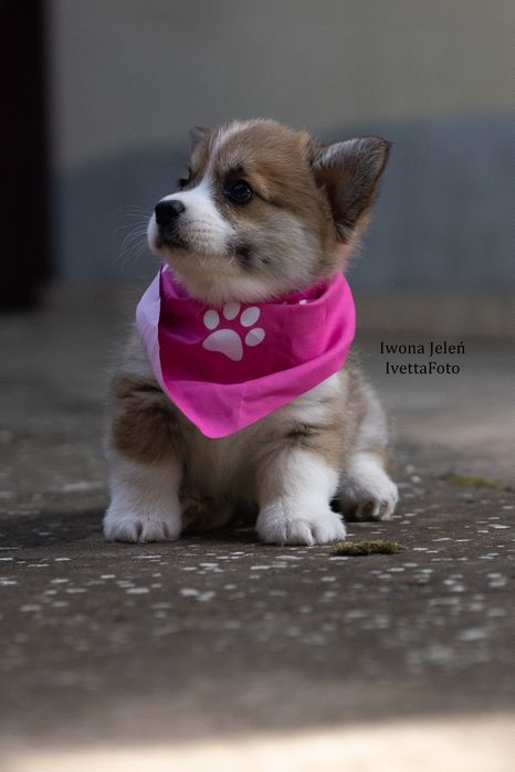 Welsh Corgi Pembroke, ten który Cię pokocha