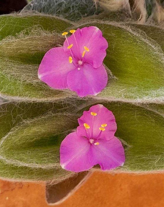 Planta natural, super linda