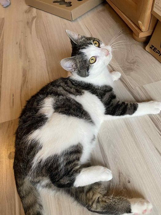 Młody, przyjazny kocurek do adopcji