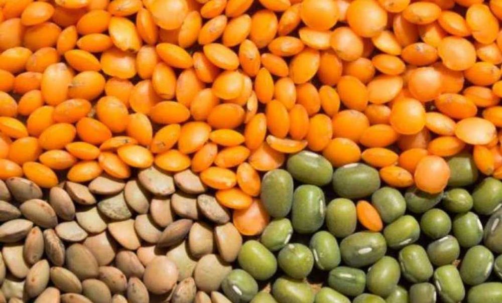 Насіння посівне сочевиці Максим (червона), Лінза (зелена)