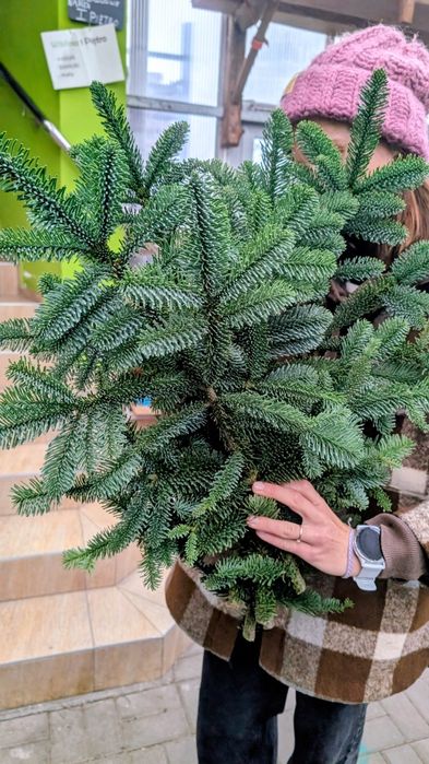 Gałęzie jodły nobilis 6 sztuk na wieńce, wianki, dekoracje świąteczne