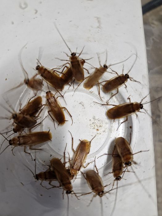 Karaczan turecki dorosłe samce 300sztuk