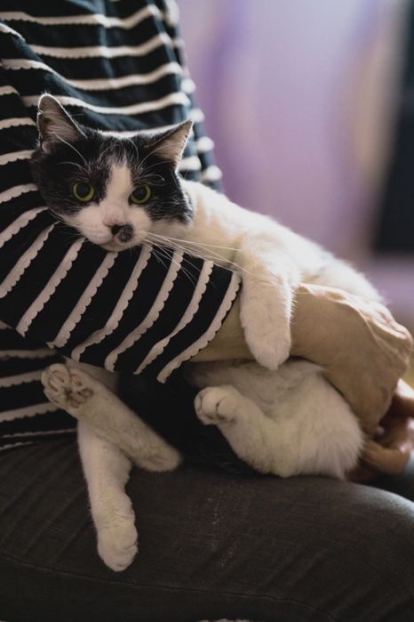 Ok. 4 letnia oaza spokoju - kotka Mania pilnie szuka kochającego domu!