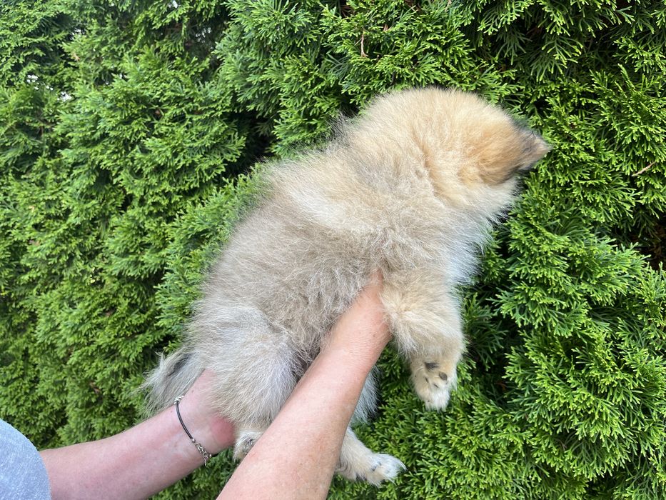 Szpic Pomeranian - Doris