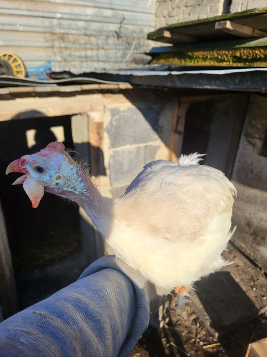 Perliczki ciekawe kolory