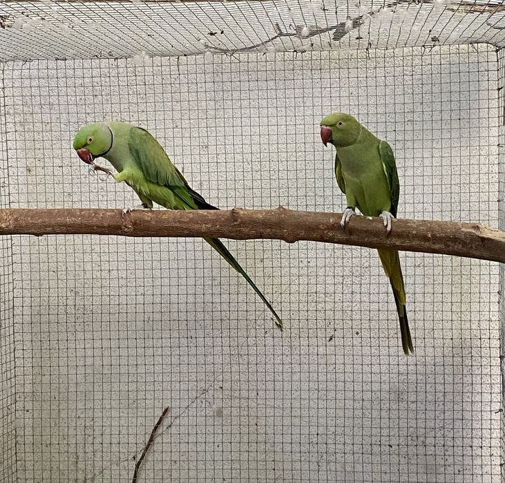 Casais de ring necks