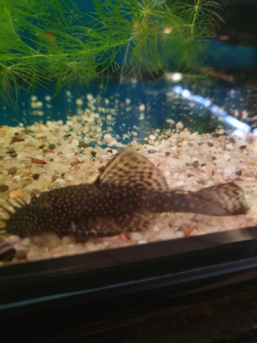 Zbrojnik niebieski glonojad