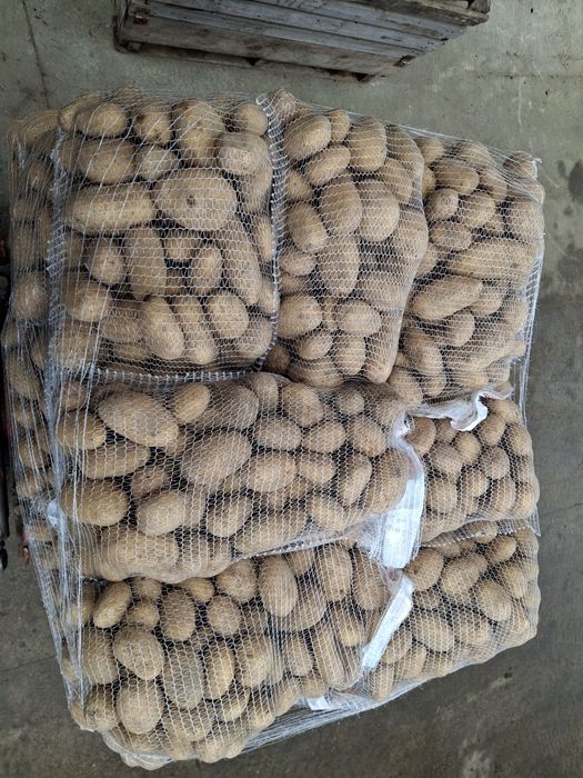 Ziemniak jadalny catania / melodia