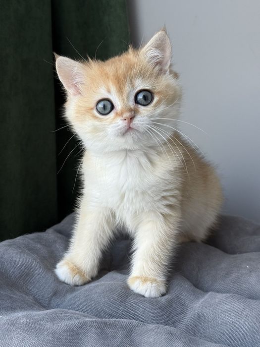 Котята британские золотая шиншилла