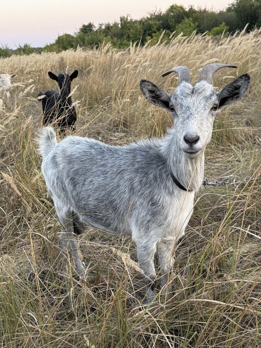 Срібляста коза – удойна годувальниця для вашої родини

Вік: 1 рік