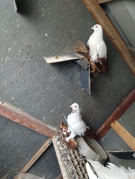 Sprzedam parę widyna i krymka