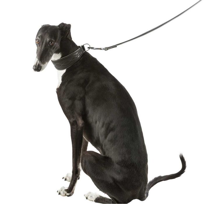NOVO - Coleira Active Comfort em Pele para Galgo - Trixie